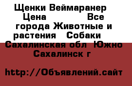 Щенки Веймаранер › Цена ­ 40 000 - Все города Животные и растения » Собаки   . Сахалинская обл.,Южно-Сахалинск г.